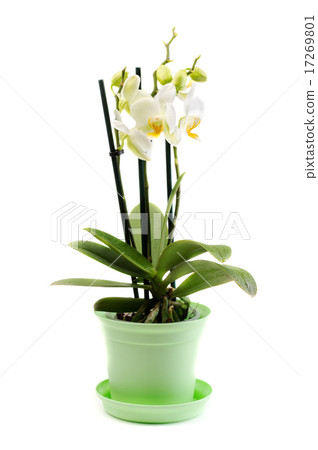 white orchid on isolated background 17269801