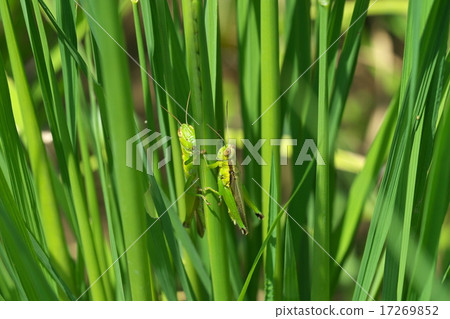 Female and male of Hanenagayinago 17269852
