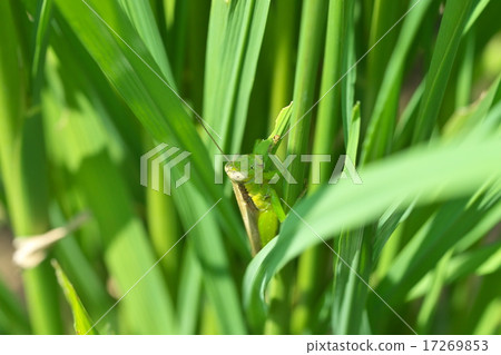 抓到了蝗蟲 17269853