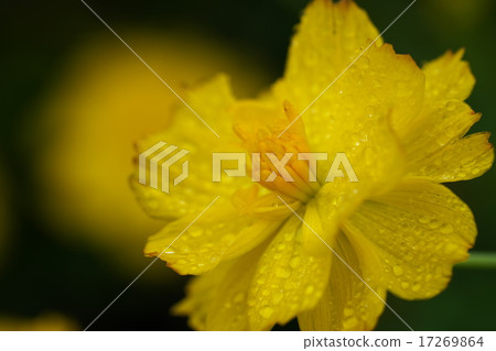 Cosmos in a drizzle Cosmos in a drizzle 17269864