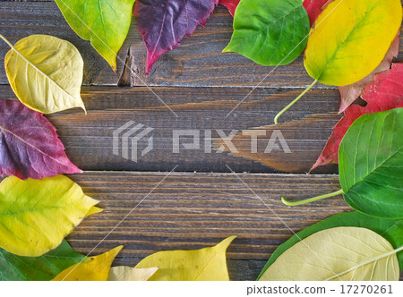 automn background 17270261