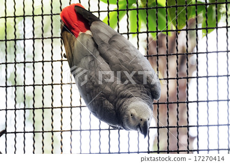 african grey parrot hang on the grill african grey parrot hang on the grill 17270414