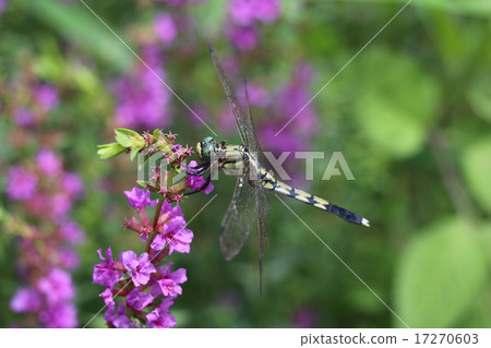 Dragonfly Yellowfin 17270603
