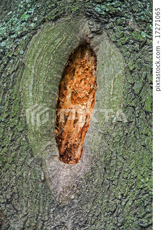 Hollow in tree 17271065