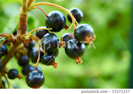 Black currants in the garden Black currants in the garden 17271237