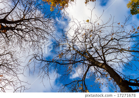 tree with yellow autumn leave tree with yellow autumn leave 17271678