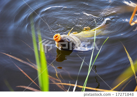 Catching carp bait in the water close up 17271848