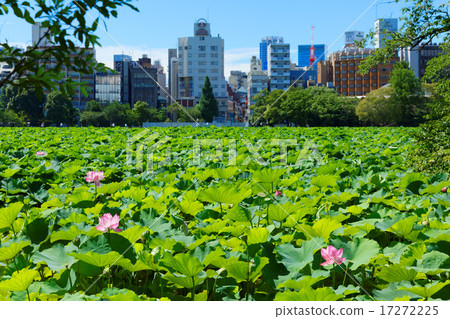 Ueno lotus pond lotus flower and leaf green Ueno lotus pond lotus flower and leaf green 17272225