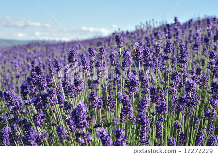 薰衣草田 17272229
