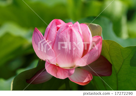 上野蓮花池塘花開花的蓮花 17272290