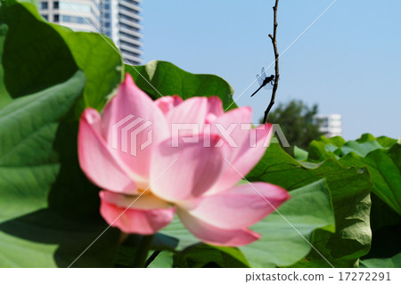 上野荷花池蓮花和傳播藍天的蜻蜓 上野荷花池蓮花和傳播藍天的蜻蜓 17272291