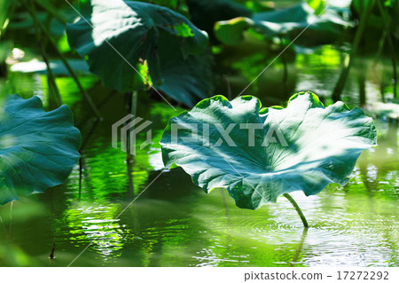 上野的荷花池綠色,水面反射的景色 上野的荷花池綠色,水面反射的景色 17272292