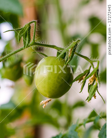 Green Tomato 17272445