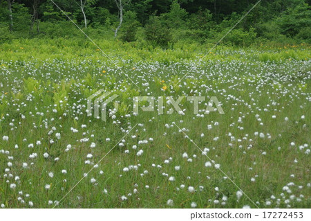 Komadoshitsugen 17272453