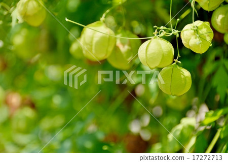 夏天的陽光和吹蠅 17272713