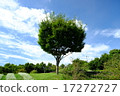 Tree rooted in the earth 17272727