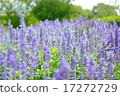 lavender 17272729