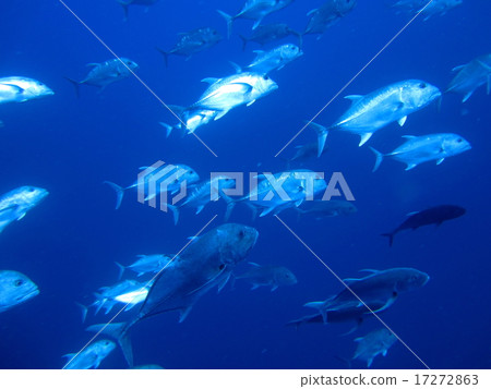 一群rowinas 一群rowinas 17272863