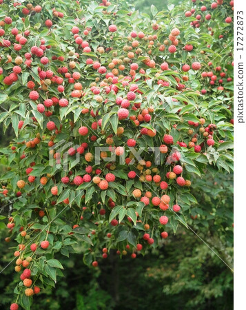 淡水竹筍的紅色果實 17272873