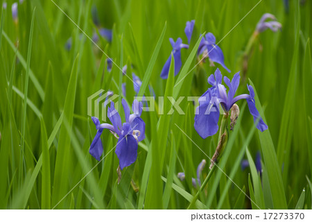 Okada Shrine Okinotazawa's Okinawa-bata community 17273370