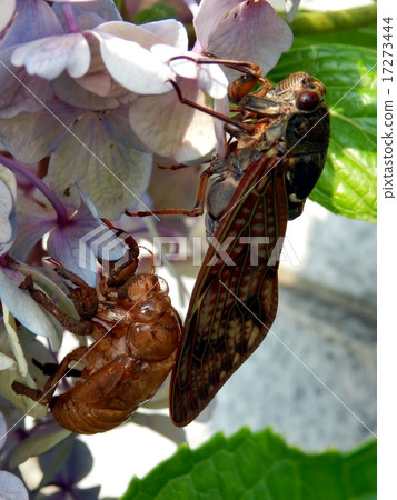 Abrasse emergence Abrasse emergence 17273444