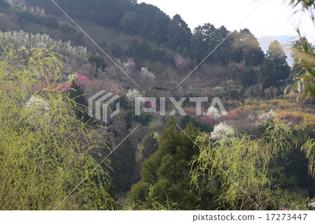 Hanaki各種山圖片 17273447
