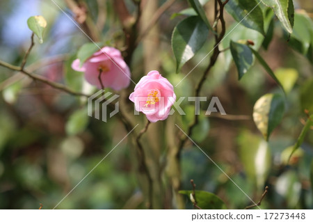 山茶花花照片 山茶花花照片 17273448