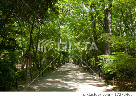 Shimogamo神社森林 17273463