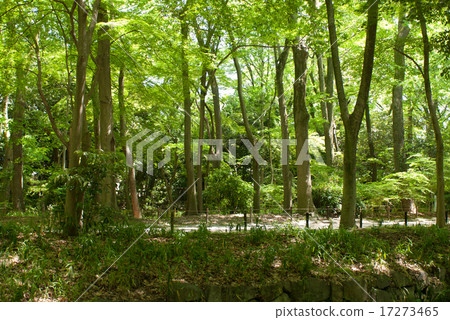 Shimogamo Shrine Shrine Forest 17273465