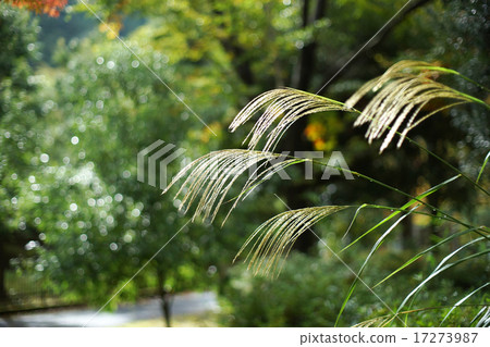 Autumn Susuki Autumn Susuki 17273987