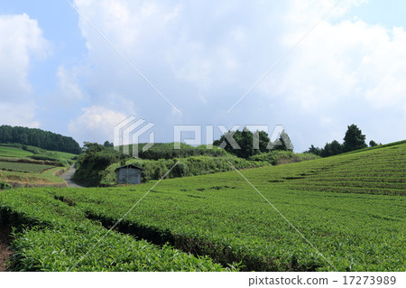 Tea garden and summer sky Tea garden and summer sky 17273989