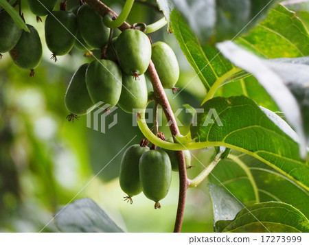 The fruit of Saru Pear's fruit 17273999