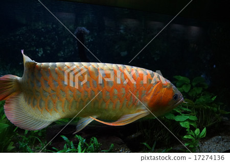 鳥羽水族館之夜 鳥羽水族館之夜 17274136