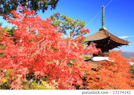 11月京都Junkojoji寺和秋葉 11月京都Junkojoji寺和秋葉 17274142