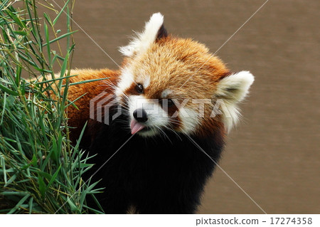 受歡迎的札幌丸山動物園 受歡迎的札幌丸山動物園 17274358