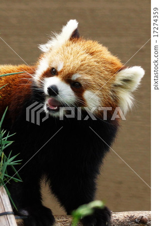 Popular of Sapporo Maruyama Zoo Popular of Sapporo Maruyama Zoo 17274359