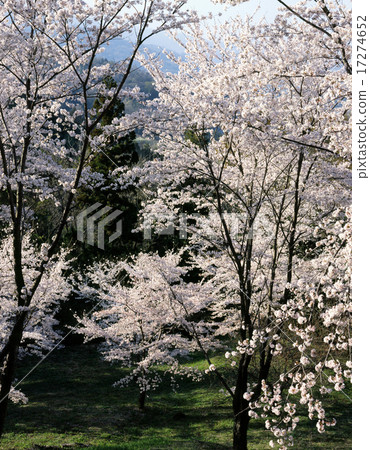 大石公園的櫻花 17274652