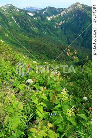 Alpine plants of Mt. Furusake and Wasu-dake · Sanmata lotus dake 17274794