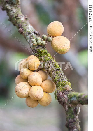 Longkong on a tree 17274811