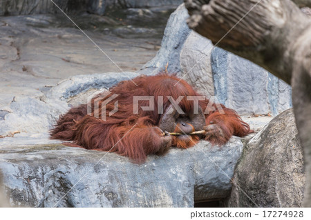 Orangutan lie on the rock. Orangutan lie on the rock. 17274928