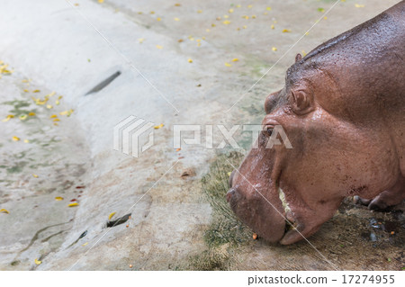 Head portrait of hippopotamus. Head portrait of hippopotamus. 17274955