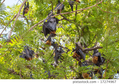 Flying foxes hanging on a tree. Flying foxes hanging on a tree. 17274967