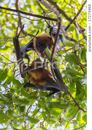 Flying foxes hanging on a tree. 17274968