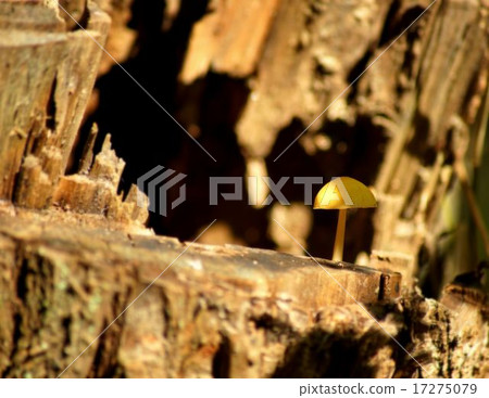 Benihidatake Benihidatake 17275079