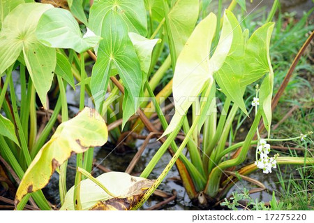 Cultivation of quail 17275220