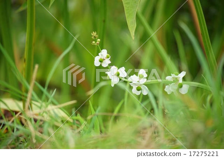 Quill flowers 17275221