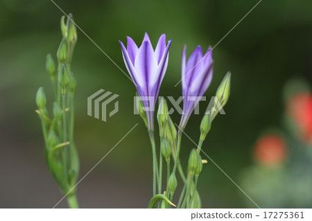 Triteleia Triteleia 17275361