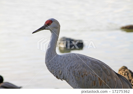 加拿大起重機 17275362