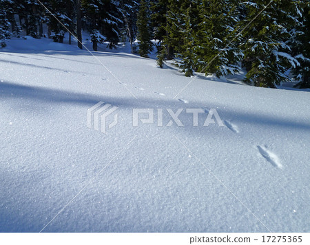 Footprints on the snow 17275365
