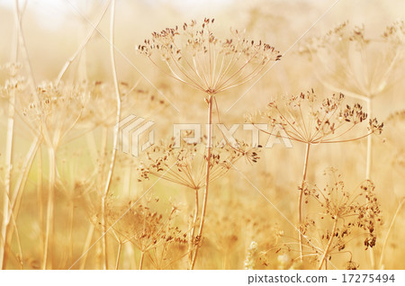 Dry dill plant on field 17275494
